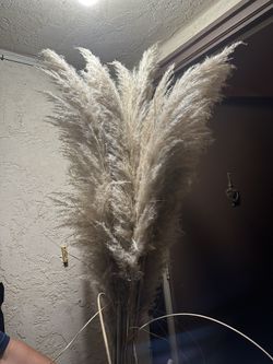 Pampas Grass Plants