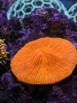 Orange fungia coral