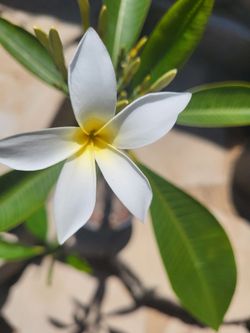 Plumeria Plant One Gallon