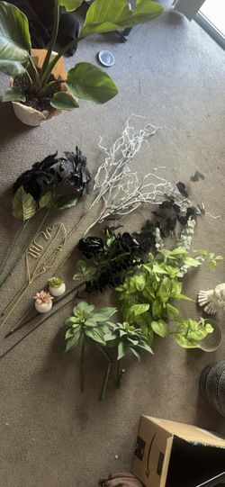 Plants