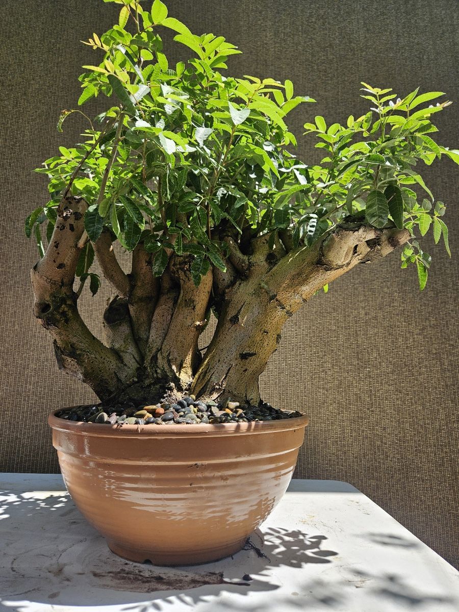 Old Brazilian Pepper Bonsai Tree