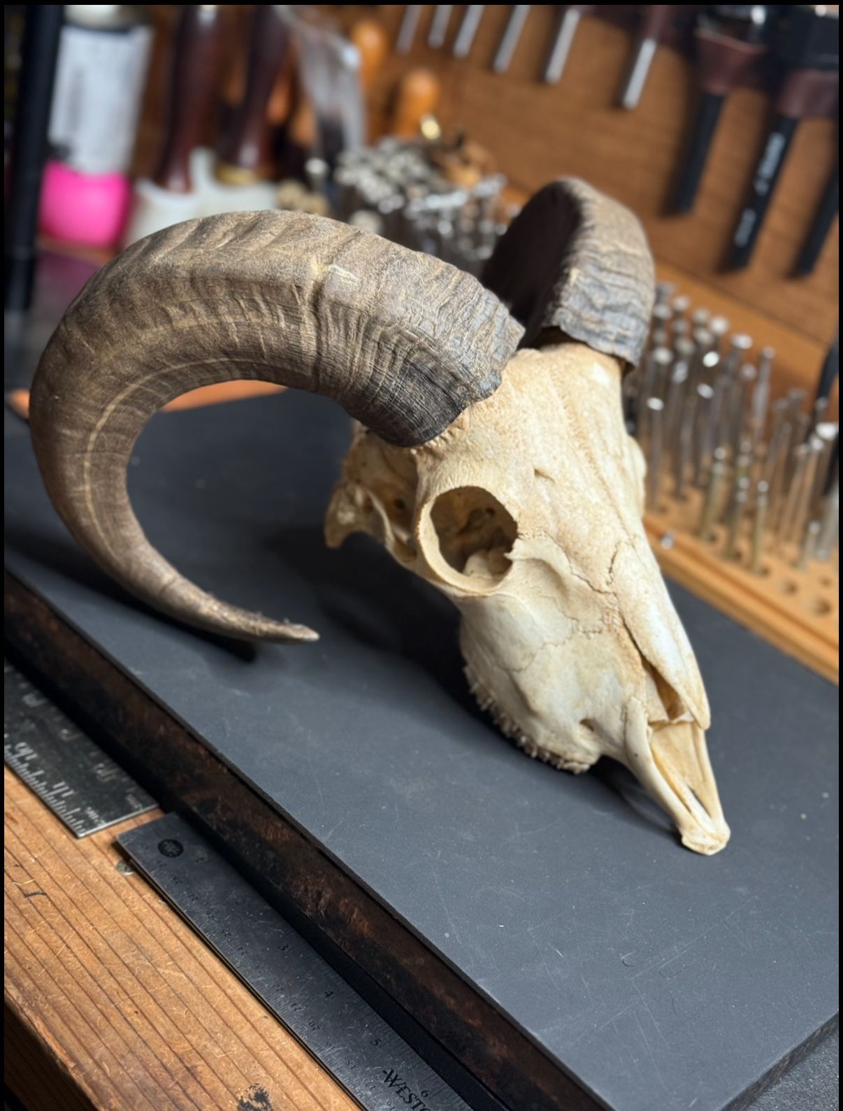 Rams Skull