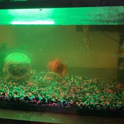 10 Gallon Fish Tank