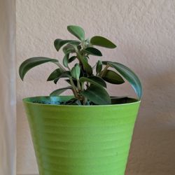 Healthy Beautiful Indoor Plant(Peperomia)