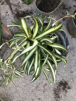 Planta natural