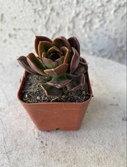 2 Inch Pot Succulent Plant - Dusty Rose - Echeveria Gigantea Rose - Rooted & Established - Drought Resistant 🪴 Perfect Baby & Wedding Shower Favors