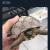 Jay