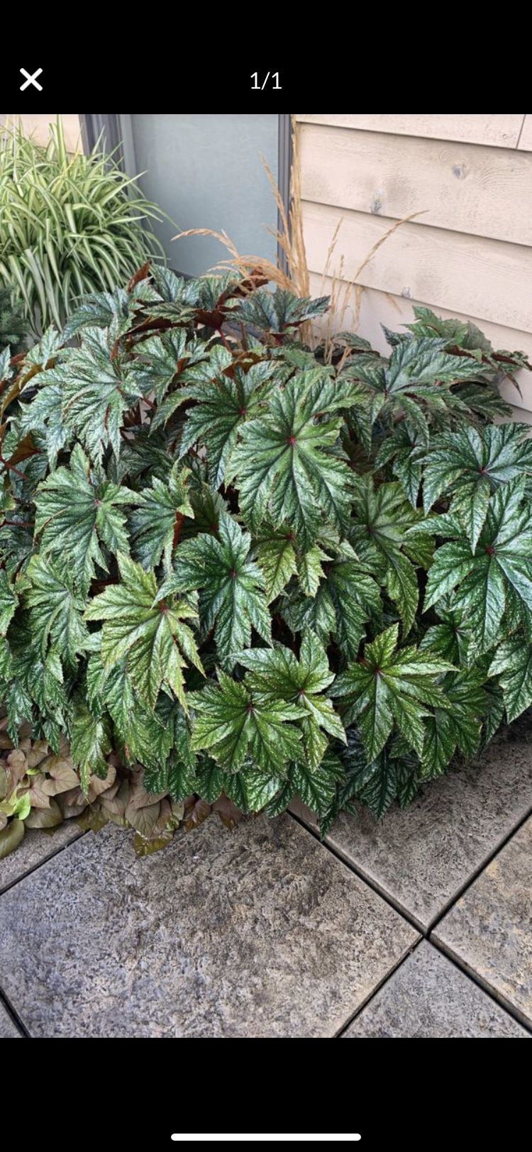 Large Begonia plant