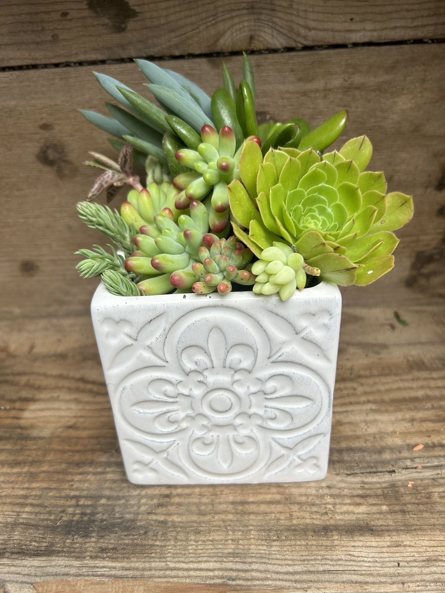 Succulent Arrangement 