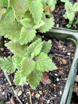 Catnip In 4 Inch Pots Organicaly Grown