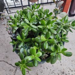 Jade plant