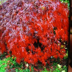  COLOR CHANGING CRIMSON  RED  JAPANESE MAPLE