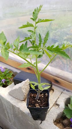Large cherry tomatoes