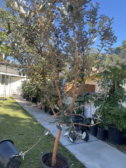 Fruit Trees