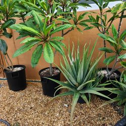 Huge Aloe Plants