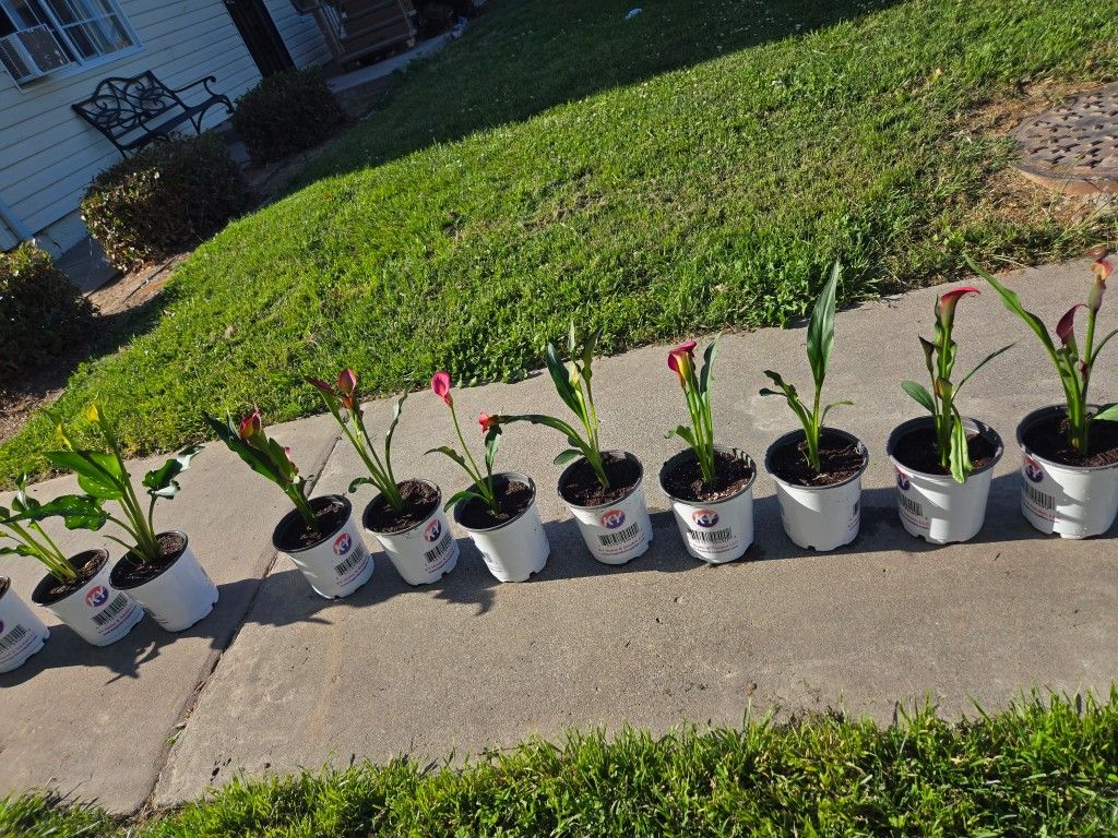 Calla Lilly For Sale