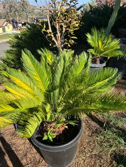 Sago Palm