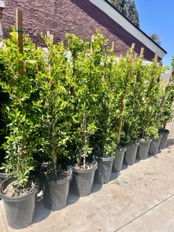 ficus