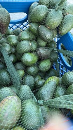 Avocado