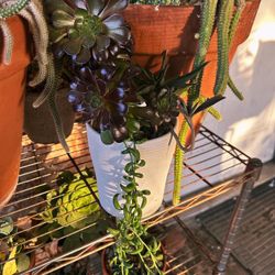 Succulent Plant Arrangement