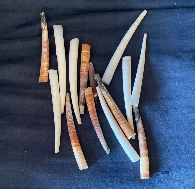 Rare Shells Trade For??