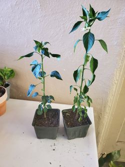 Chile halapenio plant