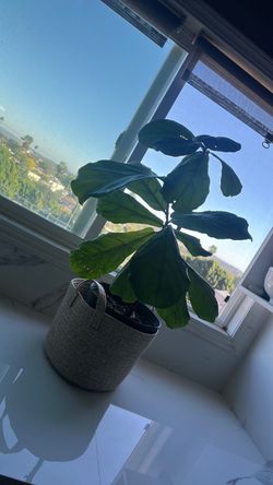 Beautiful plant fiddle leaf