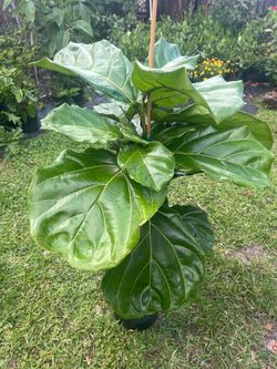 FIDDLE LEAF FIG (Trendy House Plant Air Purifying ) 3 Gallon Pot
