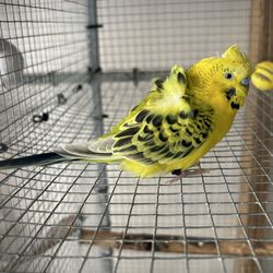 Bird cage