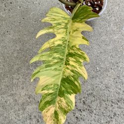 Philodendron Caramel Marble Variegated 
