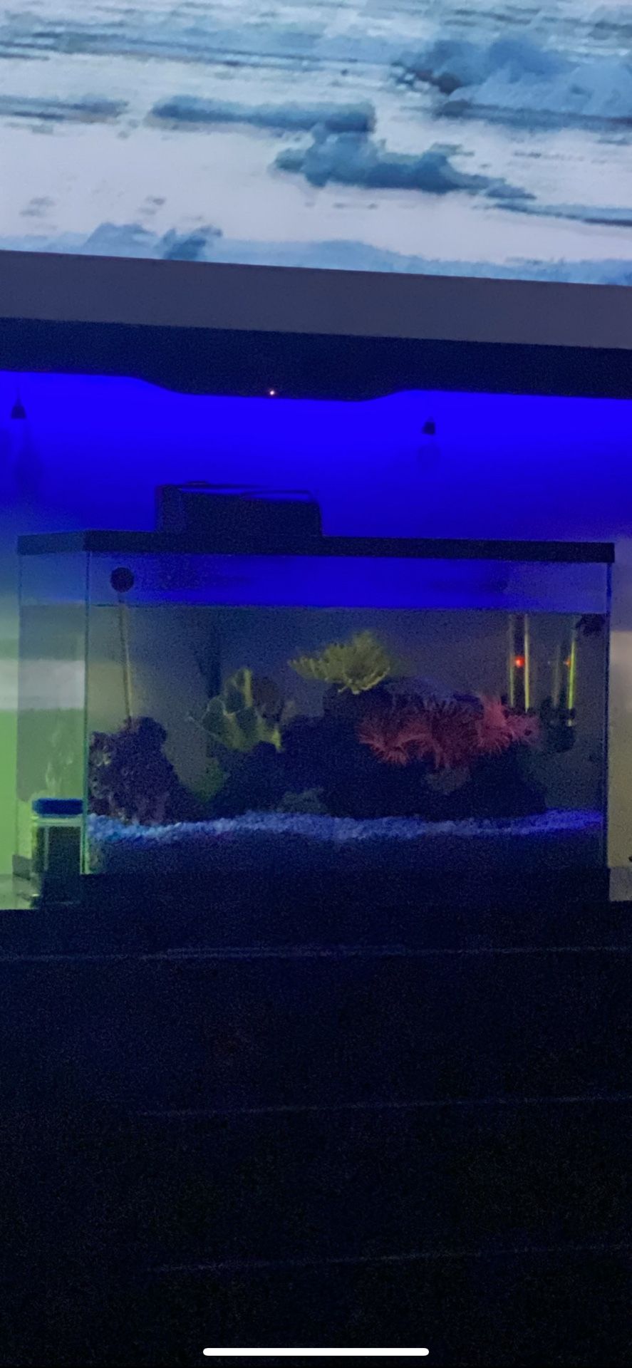 Fish Tank