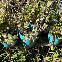 Pots Of Assorted Succulents $10 Each