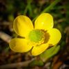 AS Bloom
