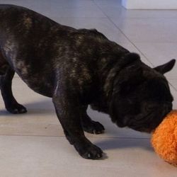 PETS TOY SELF-ROLLING ROBOT BALL, Dogs/ Cats Safe, Washable Cover *WAREHOUSE SALE 3x $20*