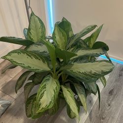 Indoora Aglaonema – Lush & Easy-Care Potted Plant