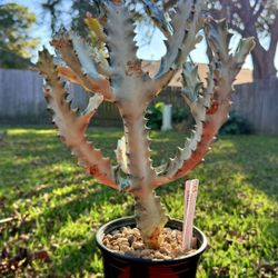 Ghost Euphorbia (Katy 77449)