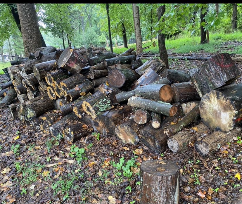 Free Firewood - Pickup As Much As You Can