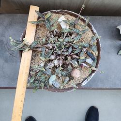 
Ledebouria Socialis - Silver Squill, 12" Pot