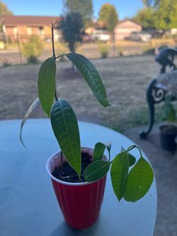Young Mango Tree Seedling in Pot