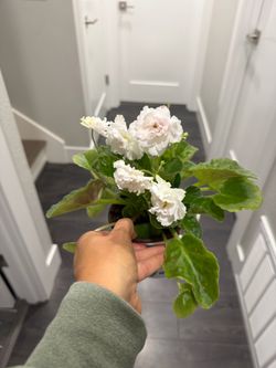 White double bloom African violet plant in pot