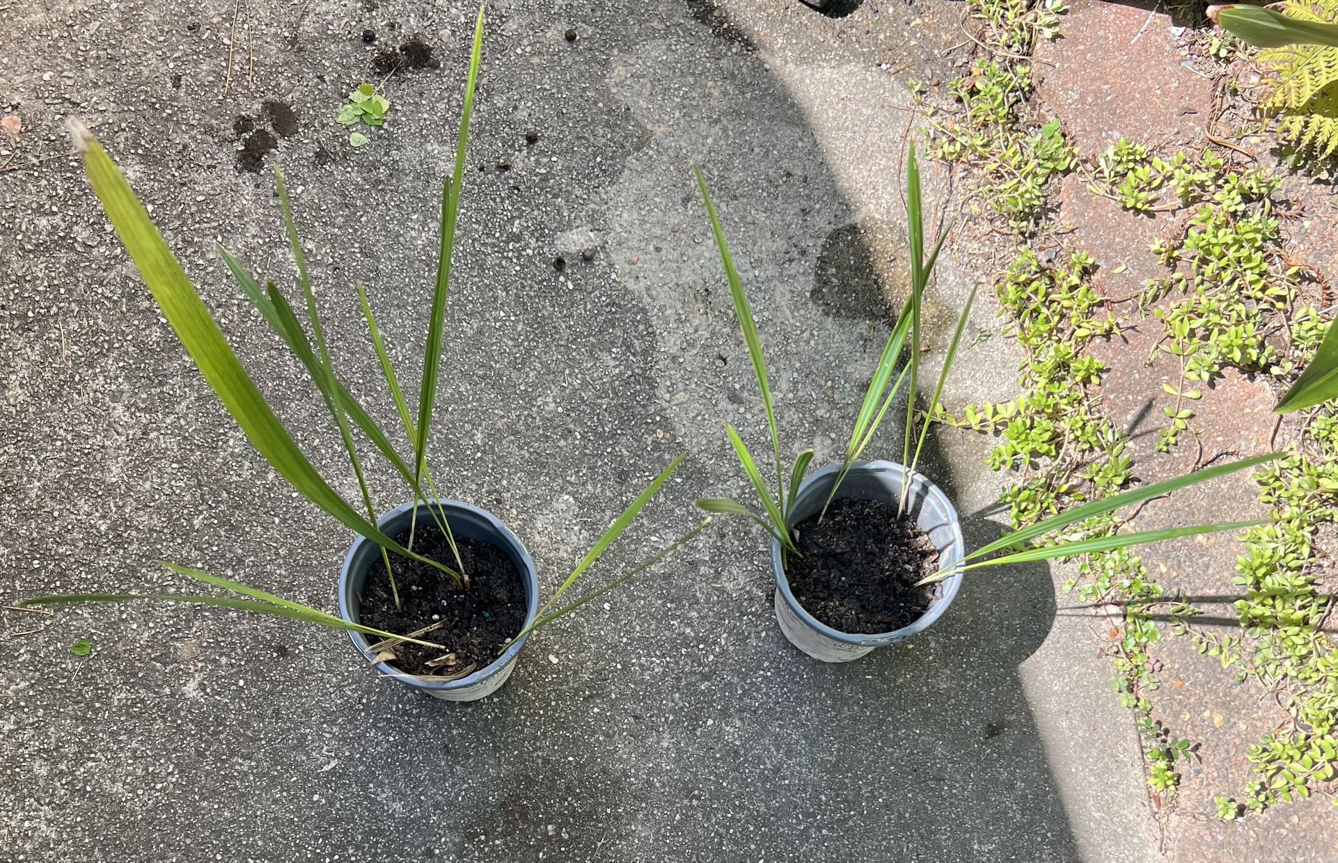 Cold Hardy Sabal Minor Palm Tree Plant Sale W/ Freebies (pls Read Below)