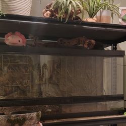 40 gallon breeder front open reptile enclosure