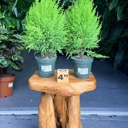 4” Cypress Lemon Lime 23.99💚🤎💚