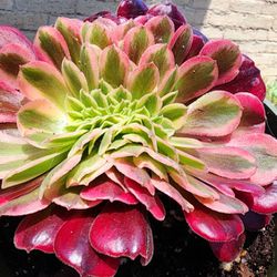 Crested Variegated Aeonium MEDUSA Pick Up In Upland Or Ship To You