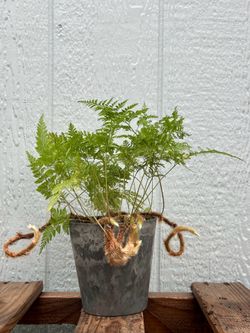 Squirrel Foot Fern in Stone Faux Pot