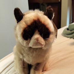 Grumpy Cat Siamese Blue-eyed Stuffy By G U N D With Tag