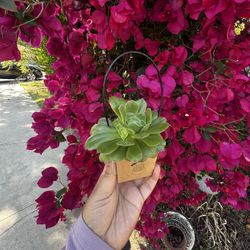 Succulent Cutting Party Favors