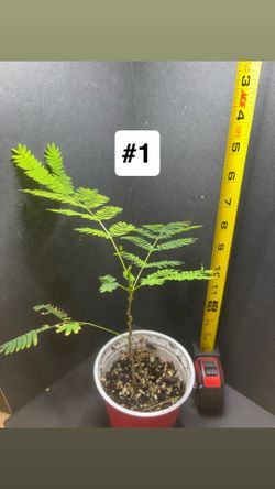 Mimosa Hostillis Saplings