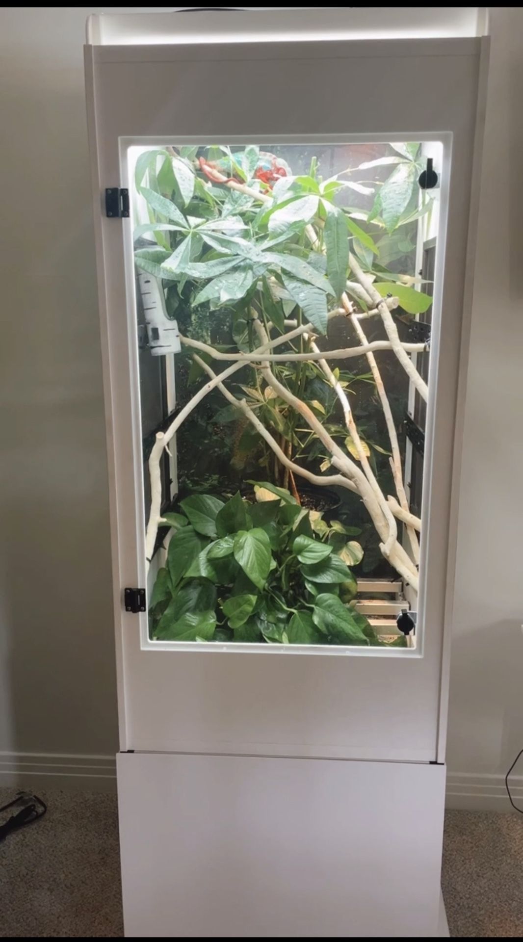 Chameleon Enclosure Terrarium DALE TAMURA CUSTOM TOP OF THE LINE Robotics Entire System Used For Only 1 Year Like New  