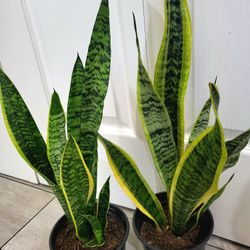 🌿Healthy Live Air Purifying Houseplant Mother In Law Tongue Or Snake Plant 21"Tall In Pot 6" ~ $15/Ea 